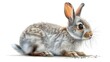 Wild forest animal hare. Woods herbivorous mammal Lepus Europaeus. Gray woodland bunny and jackrabbits. Blue modern illustration isolated on white.