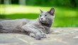 Young playful Russian Blue cat relaxing in the backyard. Gorgeous blue-gray cat with green eyes having fun outdoors in a garden or a back yard.