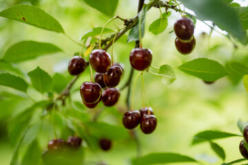 Wall Mural - Ripening cherry fruits hanging on a cherry tree branch. Harvesting berries in cherry orchard on summer day.