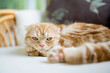Red Scottish fold cat having rest on a sofa in a living room. Adult domestic cat spending time indoors at home.