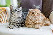 Red Scottish fold and British shorthair silver tabby cats having rest on a sofa in a living room. Adult domestic cats spending time indoors at home.