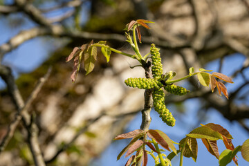 Wall Mural - Walnut flowers on a tree.