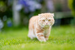 Young playful red Scottish Fold cat relaxing in the backyard. Gorgeous striped peach cat with yellow eyes having fun outdoors in a garden or a back yard.