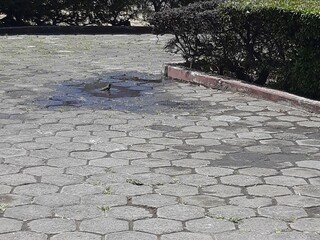 Pajaro en el bosque