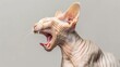 angry sphinx cat