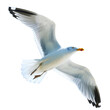A majestic white seagull gracefully glides through the clear blue sky on a sunny day showcasing its impressive wingspan in this stunning horizontal image set against a natural backdrop isol