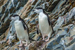 Two chinstrap penguins waddle awkwardly along the rocky shoreline.