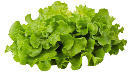 Green lettuce salad