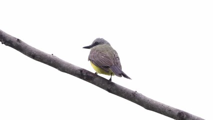 Wall Mural - Tropical Kingbird Animal