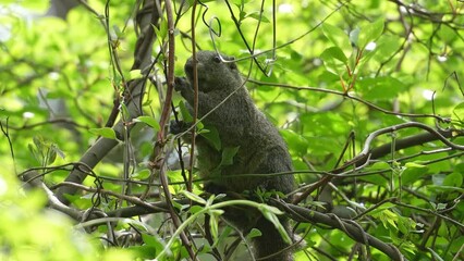 Poster - squirrel in a forest