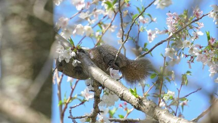 Poster - squirrel in a forest