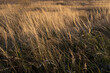 Dry grass background. Autumn landscape of an overgrown field for publication, poster, calendar, post, screensaver, wallpaper, postcard, cover, website. High quality photo
