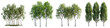Poplar Trees Hyperrealistic Highly Detailed Isolated On Transparent Background Png File