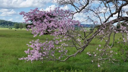 Canvas Print - Silk Floss Tree