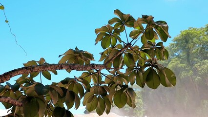 Canvas Print - Pumpwood plant leaves