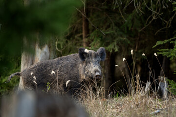 Poster - Wild sow in the spring forest. Wild boar with small piglets. European wildlife in the forest.