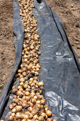 Wall Mural - Allium cepa - Bulb onion harvest in the agricultural fields of Boyaca, Colombia