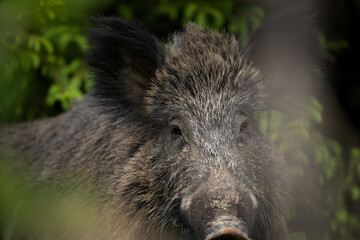 Wall Mural - Wild sow in the spring forest. Wild boar with small piglets. European wildlife in the forest.