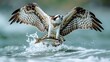 An osprey in mid-flight clutching a freshly caught fish over rippling water.