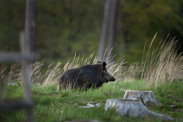Wall Mural - Wild sow in the spring forest. Wild boar with small piglets. European wildlife in the forest.