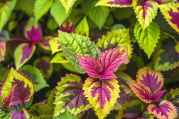 The coleus barbatus plant lives in tropical areas. the green leaves and tropical growth called coleus barbatus live in tropical areas - generative ai