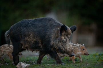 Wall Mural - Wild sow in the spring forest. Wild boar with small piglets. European wildlife in the forest.