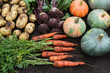 Autumn vegetable harvest of fresh dirty carrot, beetroot, pumpkin and potato on soil ground in garden. Harvesting organic eco bio fall vegetables