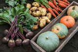 Fototapeta Zachód słońca - Autumn harvest of fresh raw carrot, beetroot, pumpkin and potato on soil ground in garden. Harvesting organic fall vegetables