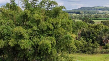 Canvas Print - large clump of bamboo foliage