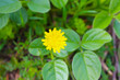Yellow dandelion flower on green grass in the garden, stock photo