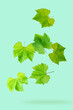 Falling organic grape leaves isolated on tranquil background.