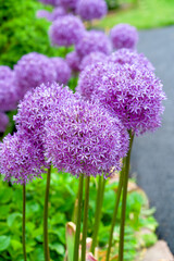 Wall Mural - Giant globe alliums flowering in the summer garden.