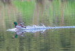 Male mallard duck landing in a lake in spring.