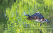 Canada goose runs across the water as it prepares to fly away.