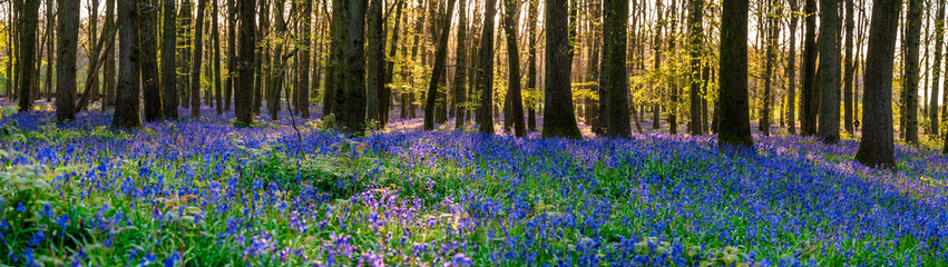 Poster - Beautiful spring panorama in a woodland forest with Bluebell carpet