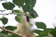 Mulberry fruit on tree in the garden with nature background.