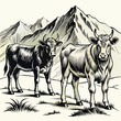 Hand-drawn engraving style illustrations of two alpine cows in vector format