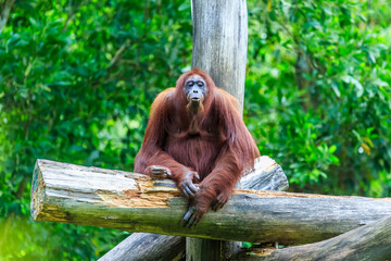 Canvas Print - orangutans or pongo pygmaeus is the only asian great found on the island of Borneo and Sumatra