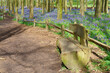 Beautiful spring panorama in a woodland forest with Bluebell carpet