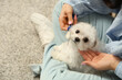 Woman combing her cute Maltese dog at home