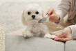 Woman brushing her cute Maltese dog at home, closeup