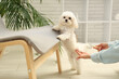 Woman brushing her cute Maltese dog at home
