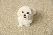 Cute Maltese dog with grooming brush on carpet at home