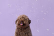 Cute Poodle dog and soap bubbles on lilac background