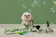 Cute Maltese dog with soap bubbles and groomer accessories near green wall