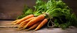 Organic carrots with tops on, muddy, bunch tied with twine, rustic wooden background,