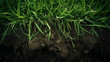 Grass and subsoil background
