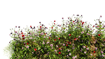 Wall Mural - 3d render various types of flowers grass bushes shrub and small plants on transparent background