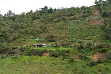 Wall Mural - farmer's house on a mountain with crops around. Colombia.