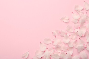 Wall Mural - Beautiful spring blossoms petals on pink background, flat lay. Space for text